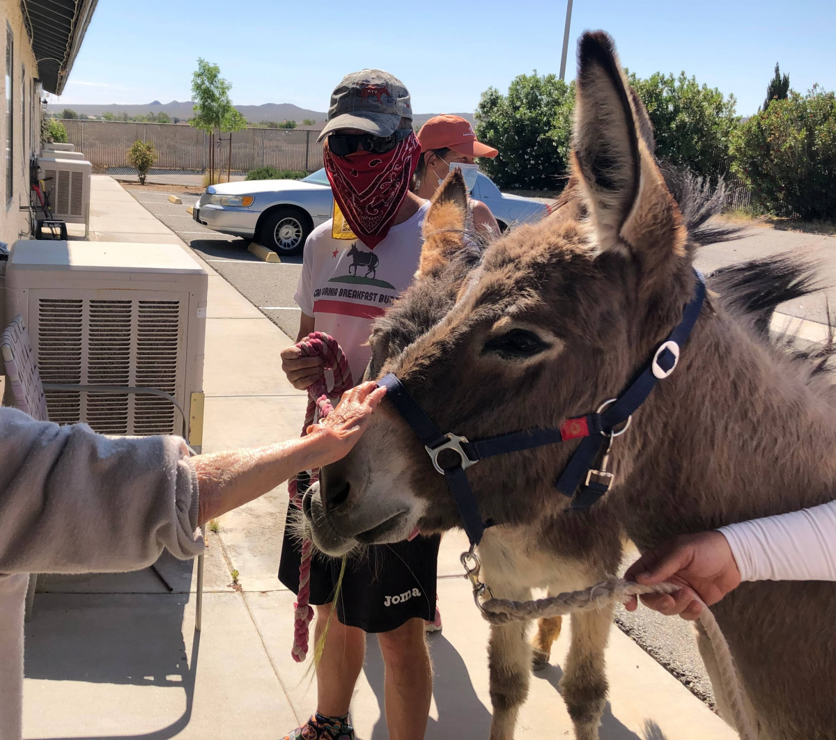 Wild Burros Bring Joy to Assisted Living Facility Bureau of Land